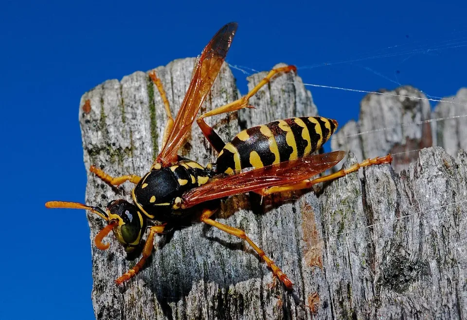 Paper Wasp — Pest Control Paper Wasp — Pest Control