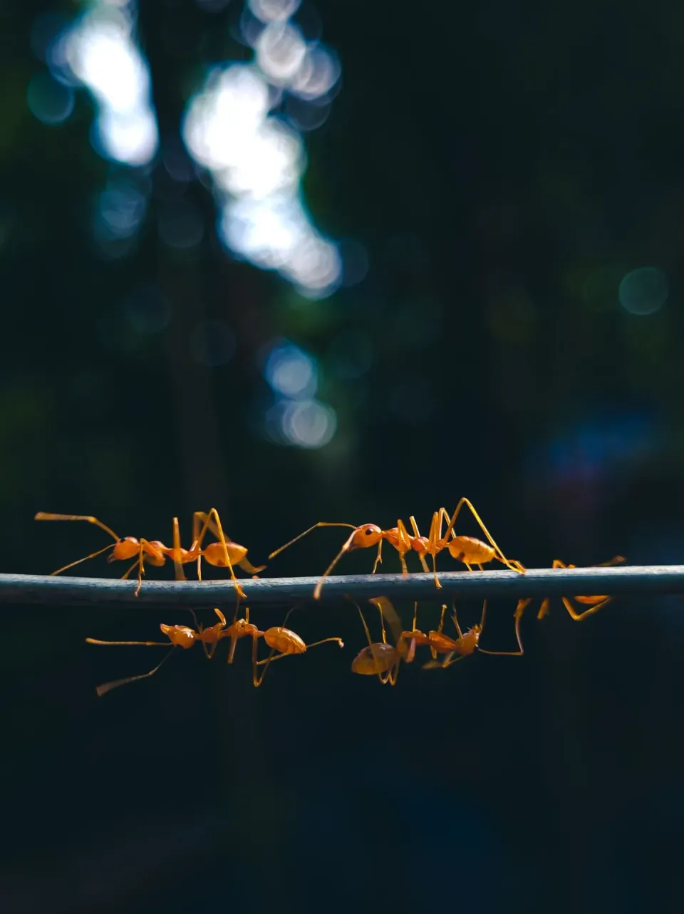 Weaver Ants — Pest Control Weaver Ants — Pest Control